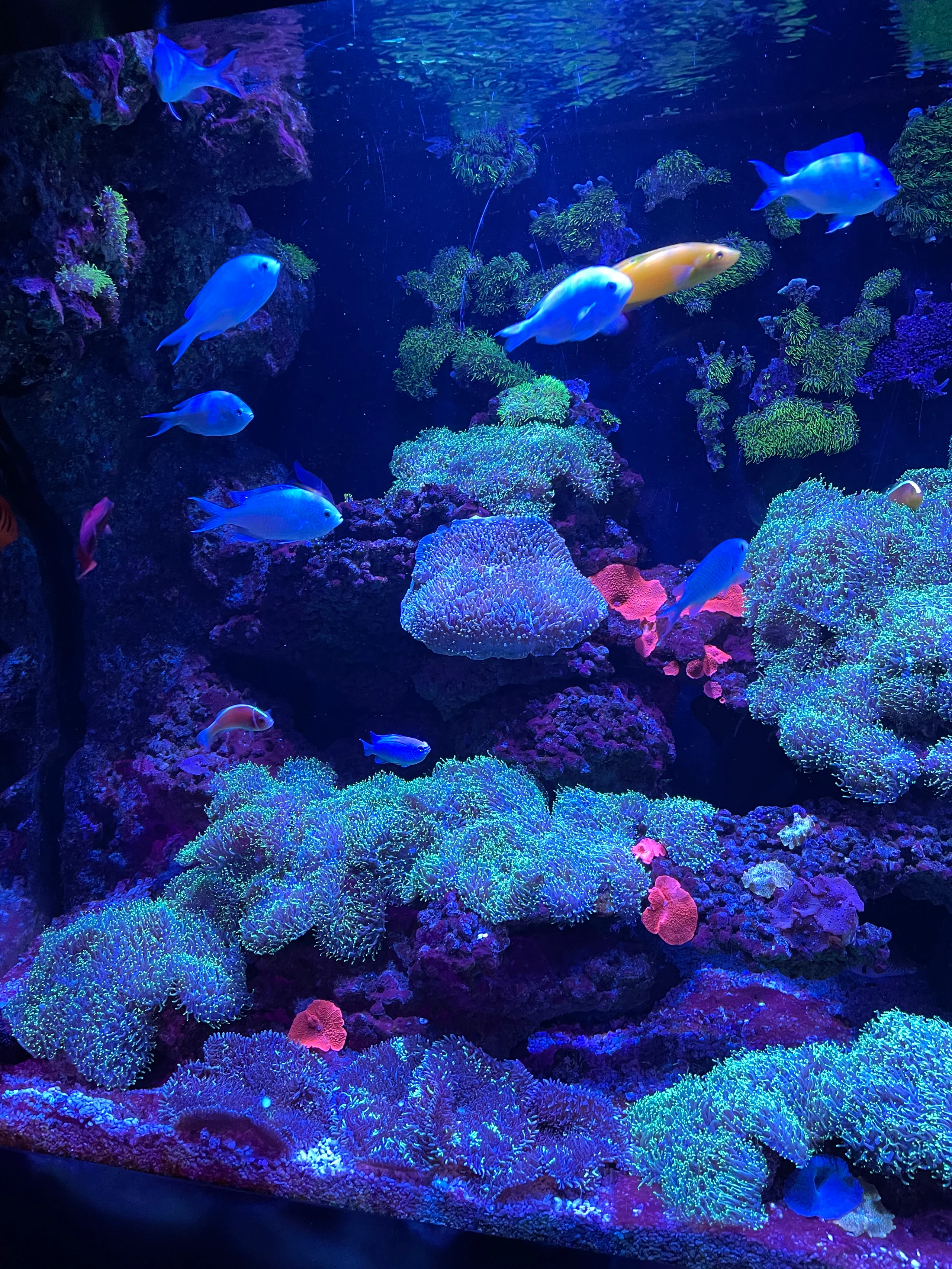 SEA LIFE Bangkok Ocean World