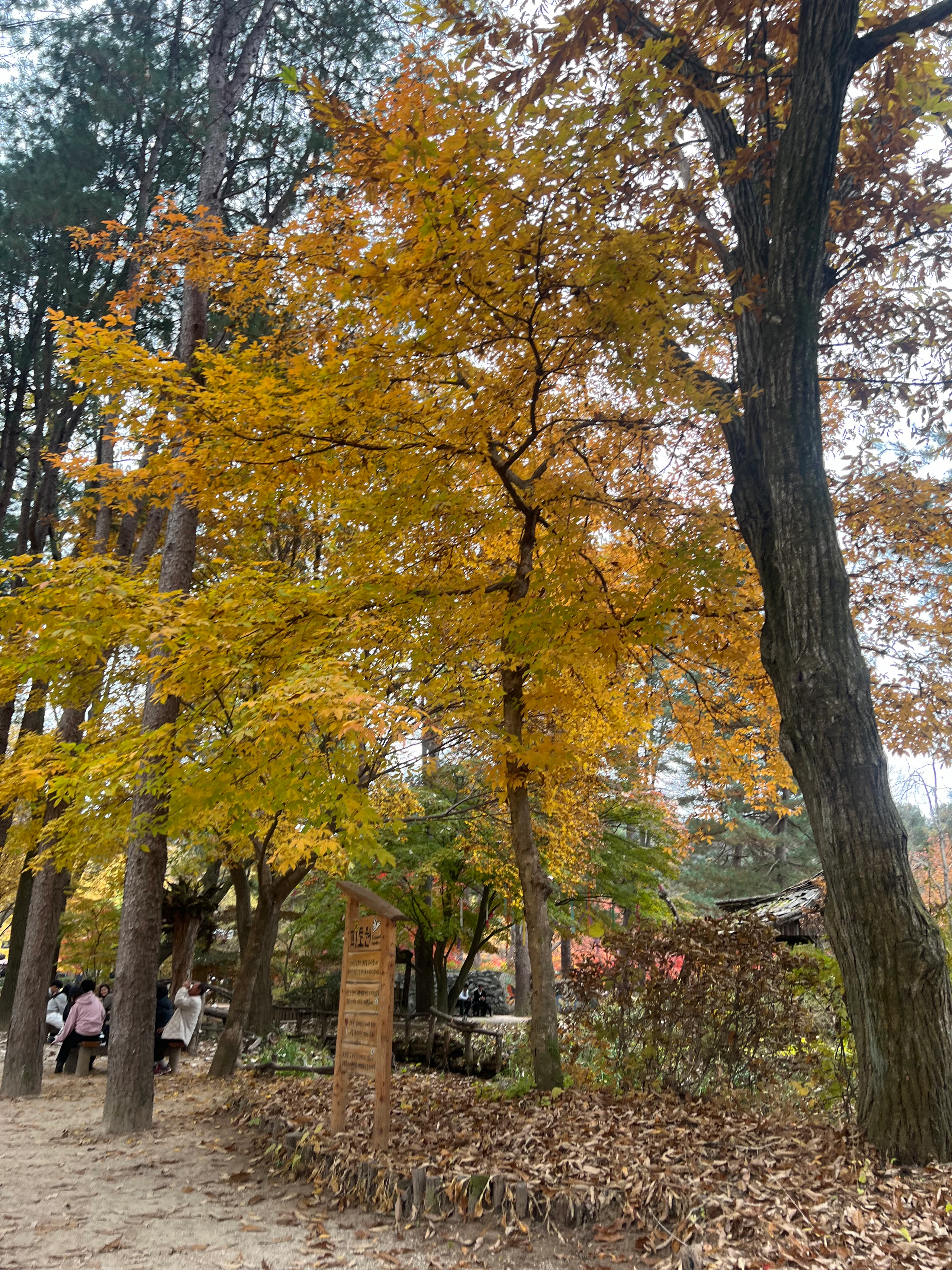 Nami Island in Chuncheon-si, Gangwon-do, South Korea