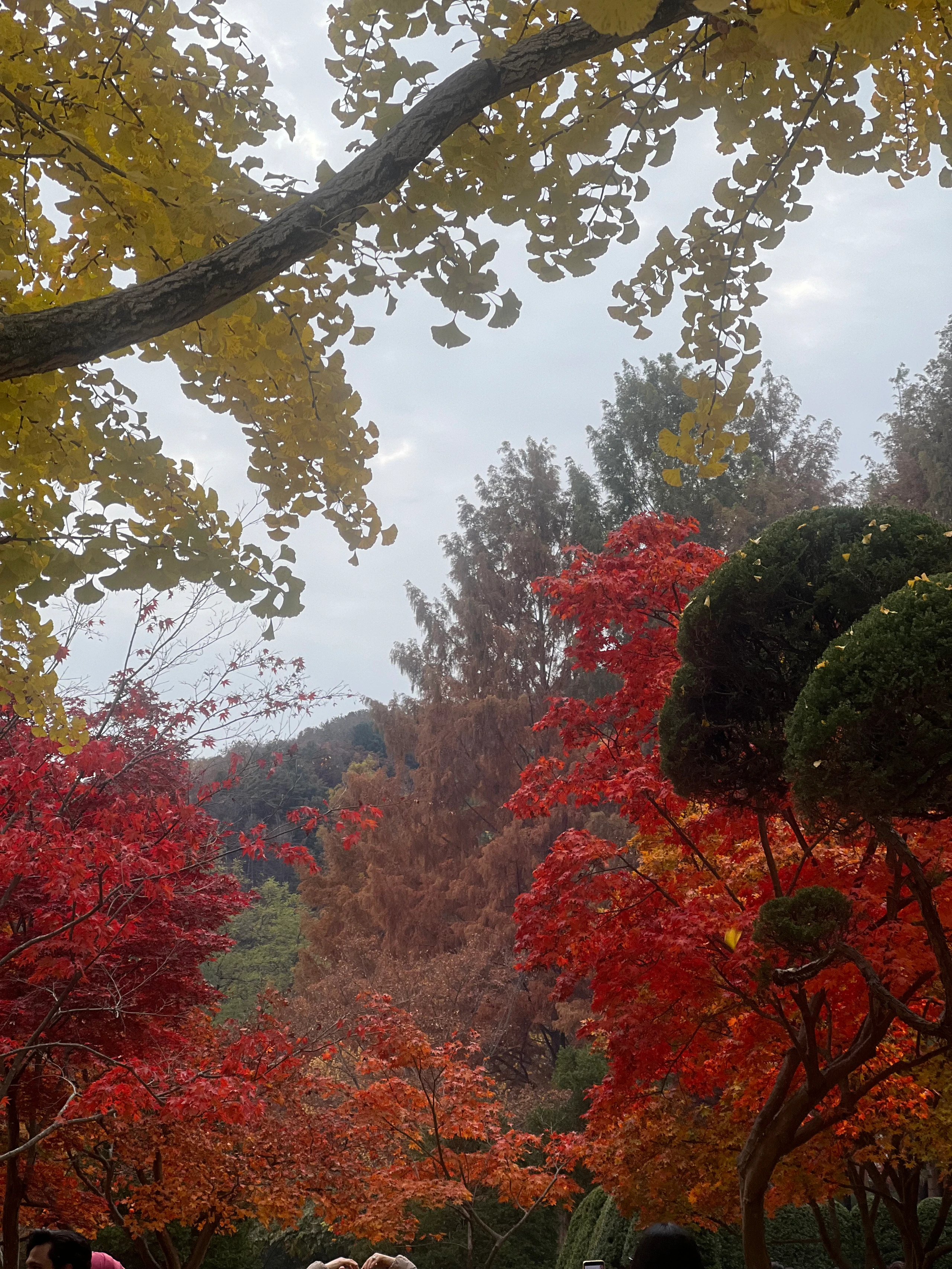 Nami Island in Chuncheon-si, Gangwon-do, South Korea