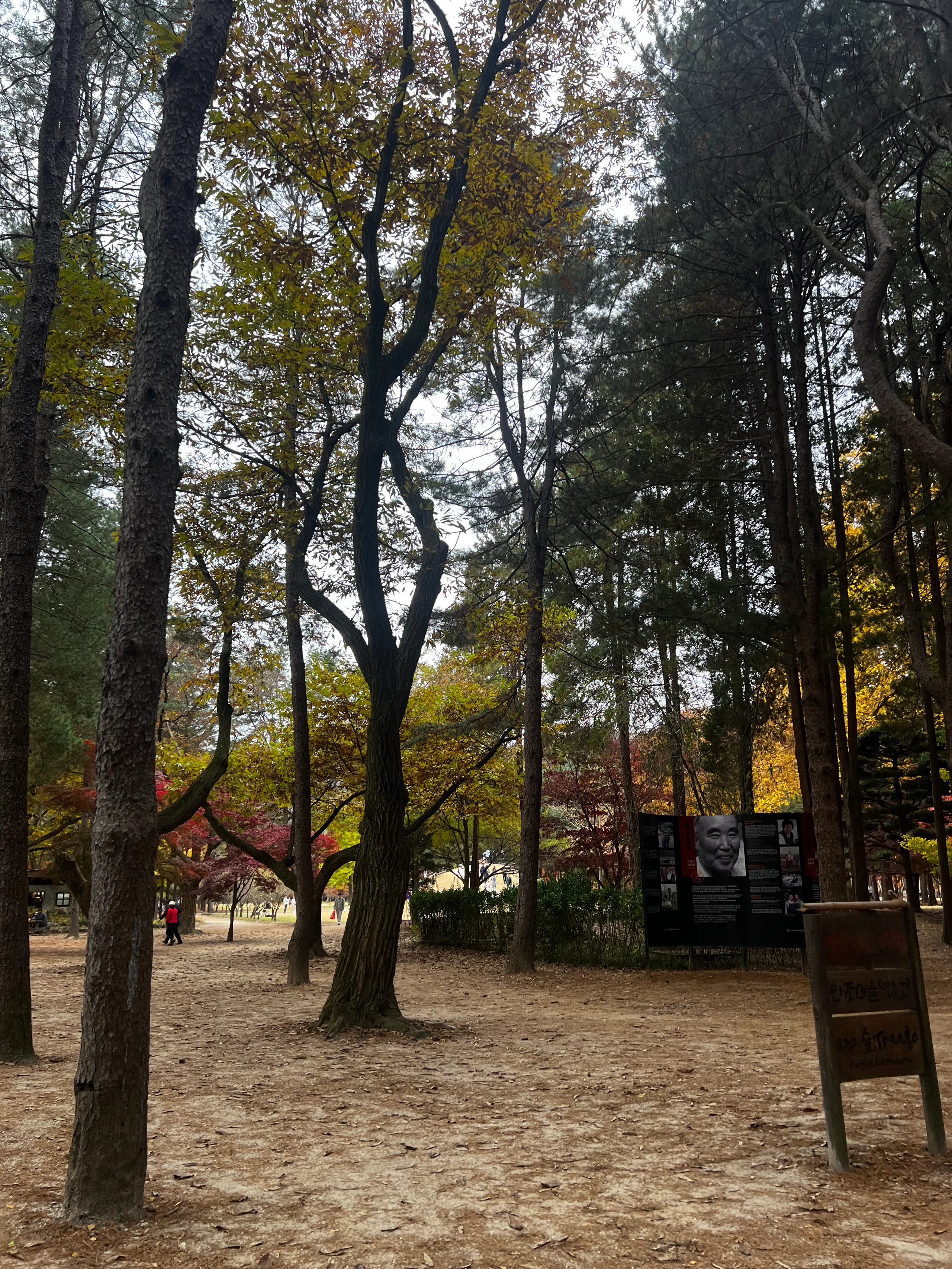 Nami Island in Chuncheon-si, Gangwon-do, South Korea