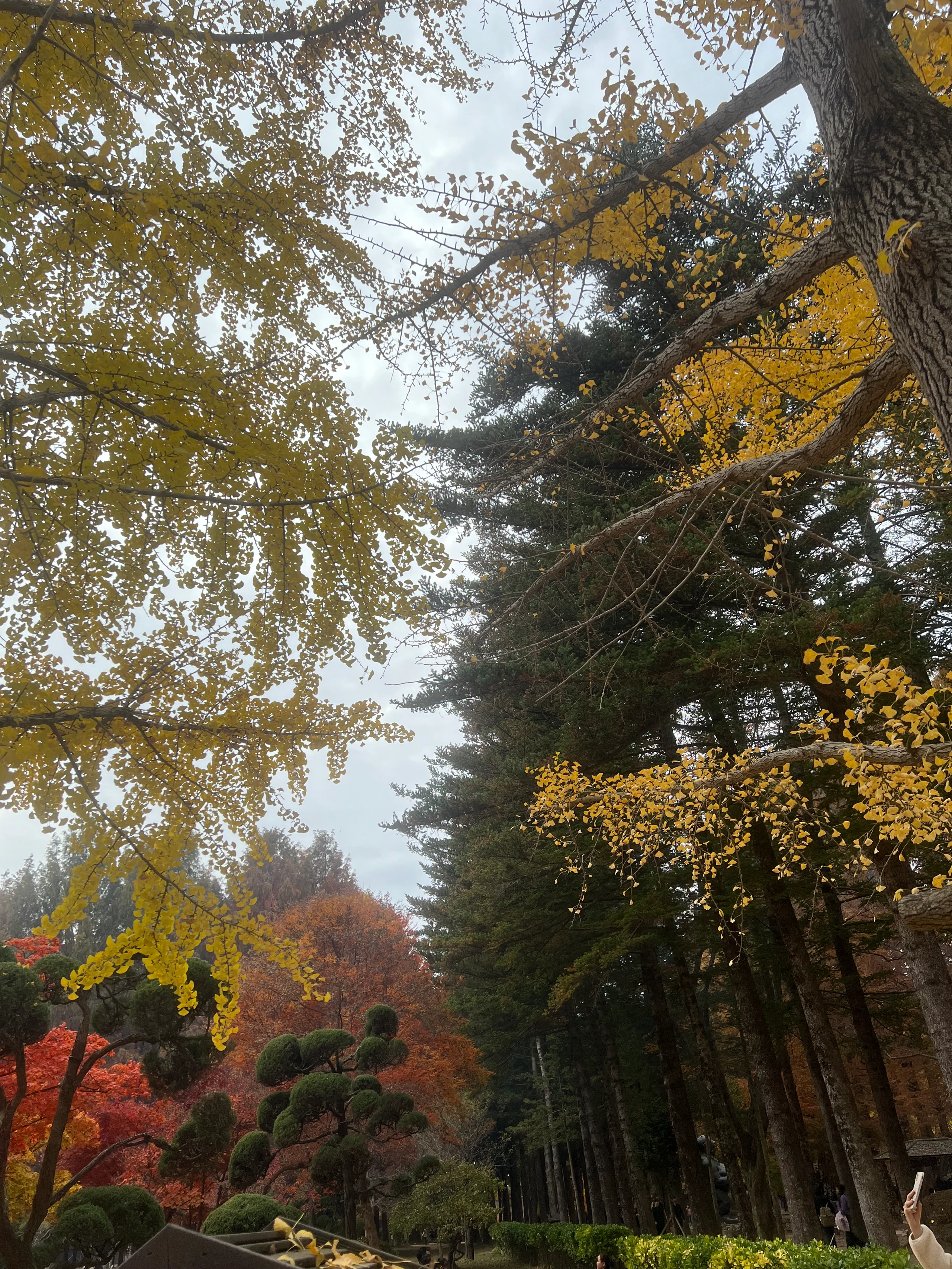 Nami Island in Chuncheon-si, Gangwon-do, South Korea